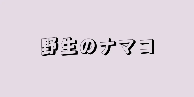 野生のナマコ