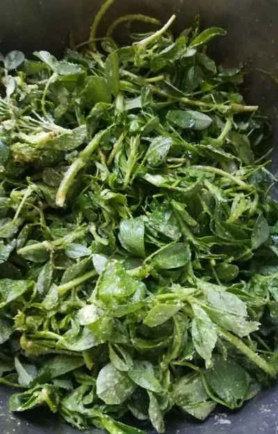 蒸しアルファルファのレシピ手順：5