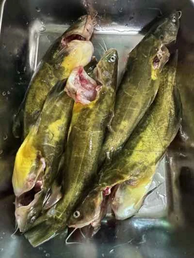 シソの葉で煮込んだ黄ナマズの作り方：1