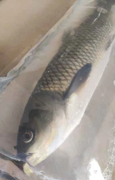 蒸し赤身のソウギョの腹身のレシピ手順：1