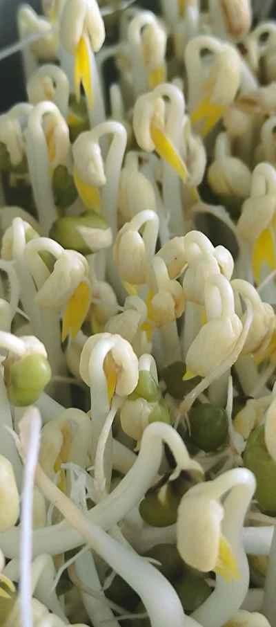 熱油で緑豆もやしを作る手順：1