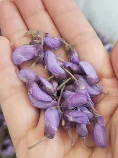 舌の上で春の味覚：蒸し藤の花のレシピ手順：2