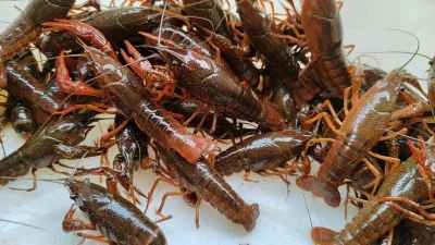 ザリガニの調理手順：1