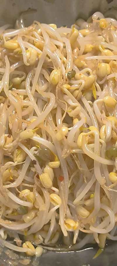 熱油で緑豆もやしを作る手順：5