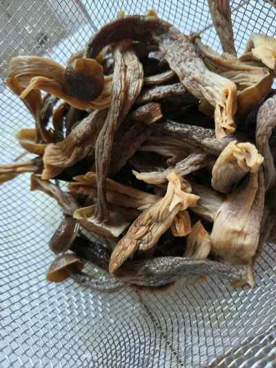 乾燥ポットの鹿角茸の作り方：2