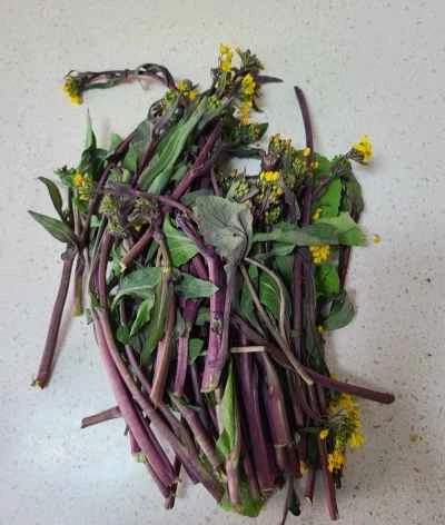 豆腐と赤からし菜の炒め物の作り方：1