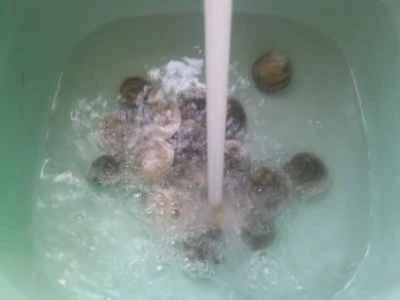 蒸し物2品とピクルスにしたカラシナのジュースの作り方：2