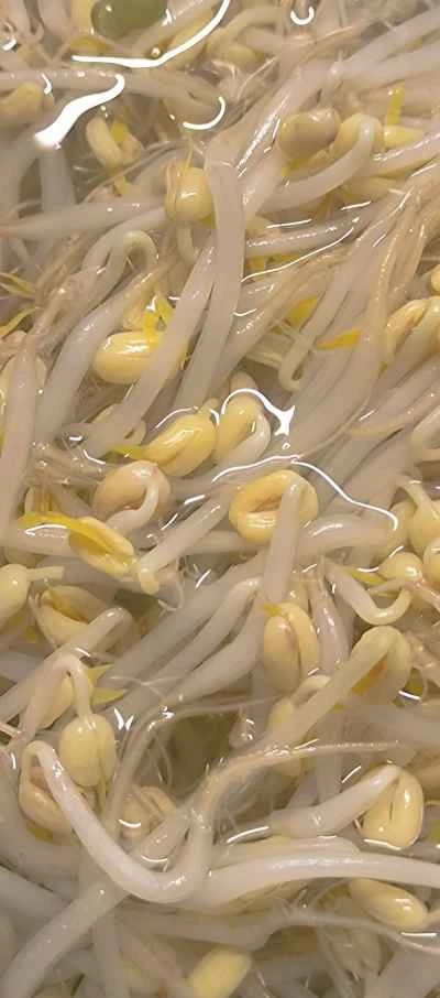 熱油で緑豆もやしを作る手順：2