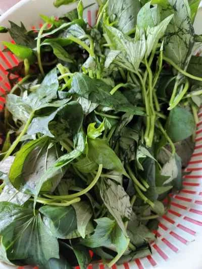 焼きチリソースで炒めたサツマイモの葉の作り方：2