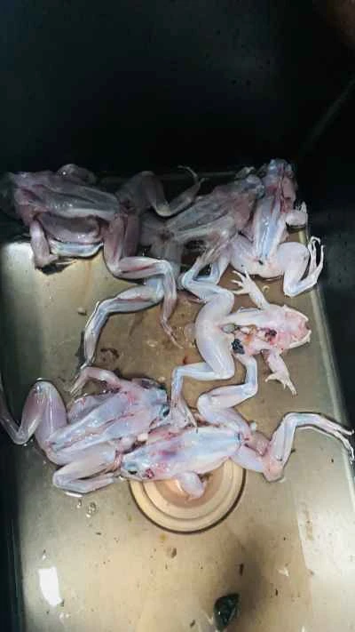 ウシガエルの唐辛子漬けの作り方：1