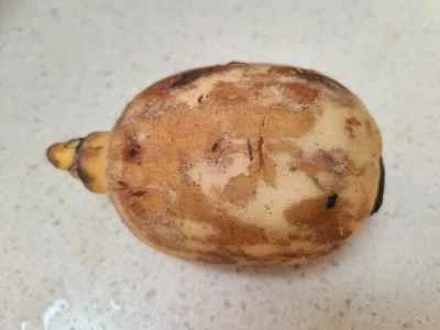 レンコンとエビの炒め物の作り方：1