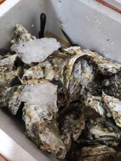 牡蠣カスタードの作り方：1