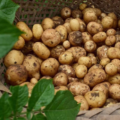 エアフライヤーでベビーポテトを作る手順：1