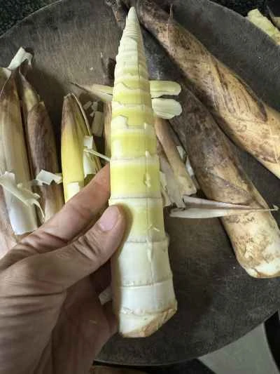 たけのこの煮込みの作り方：1