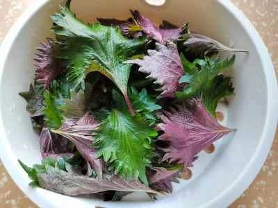 シソオムレツの作り方：1