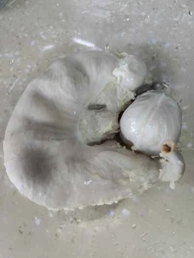 豚の胃袋の煮込みの作り方：4