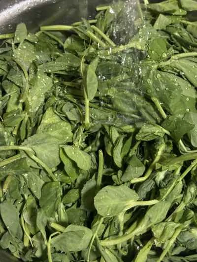 豆苗スープの作り方：3