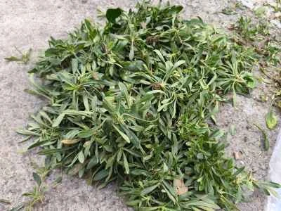 野菜入り蒸し麺のレシピ手順：1